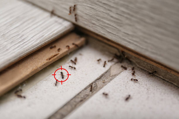 Best Insect Control  in Thief River Falls, MN