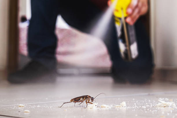 Bird Control in Thief River Falls, MN